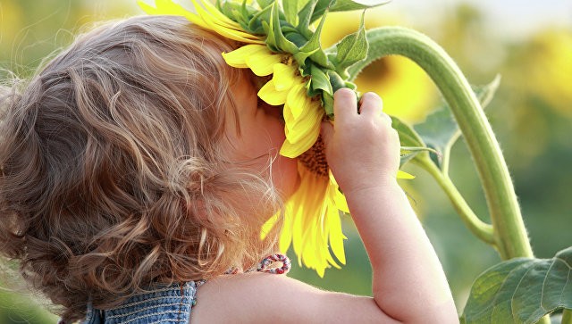 Criança loira está cheirando uma flor girassol